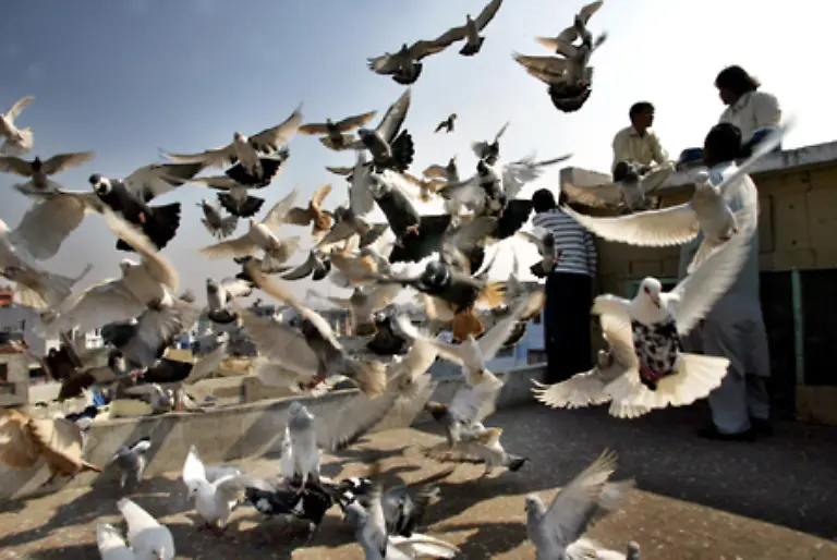 In-den-Staedten-fehlen-die-natuerlichen-Feinde-der-Tauben