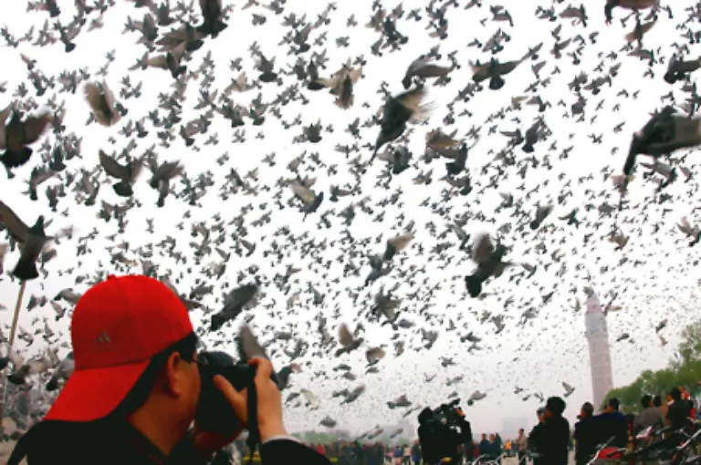 sondern-um-Stadttauben-Diese-werden-auch-als-Ratten-der-Luefte-bezeichnet-weil-sie-grosse-Schaeden-anrichten-koennen