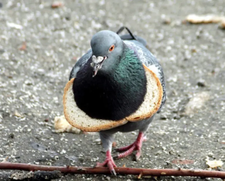 zudem-finden-die-Tiere-auf-dem-Boden-und-im-Muell-viel-Futter-das-allerdings-nicht-immer-artgerecht-ist