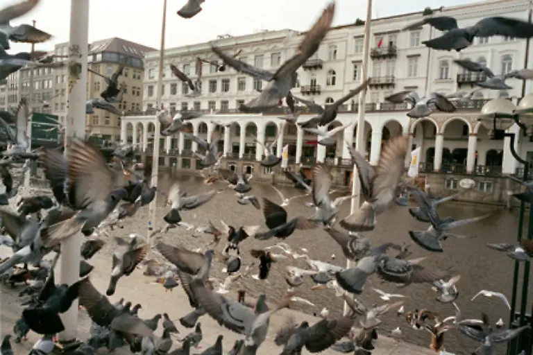 Durch-diese-guten-Lebensbedingungen-kommt-es-in-Staedten-zu-einer-sprunghaften-Vermehrung-der-Tiere