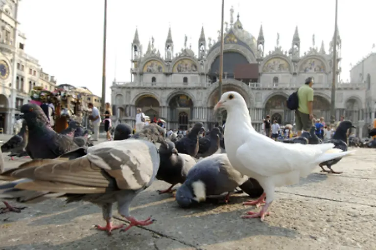 Am-Markusplatz-in-Venedig-haben-die-Tiere-gleich-zwei-zuverlaessige-Futterquellen-Entweder-kaufen-die-Touristen-das-Futter-oder-die-Tauben-picken-den-Reis-der-nach-Hochzeiten-als-Gluecksbringer-geworfen-worden-ist