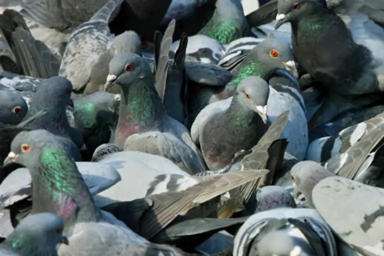 Rund-40-000-Tauben-leben-in-der-6-4-Quadratkilometer-grossen-Altstadt