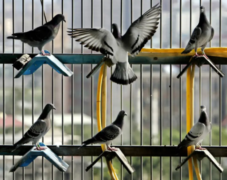 Auch-die-Tauben-mit-Netzen-einzufangen-und-aus-den-Staedten-zu-bringen-hatte-keine-nachhaltige-Wirkung-gezeigt