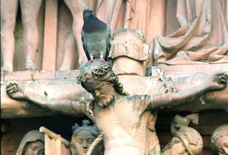 Der-Kot-der-Tiere-verschmutzt-und-beschaedigt-Bauwerke-und-Monumente-fast-ueberall-auf-der-Welt-Vor-allem-alte-Sandsteingebaeude-werden-von-den-aggressiven-Exkrementen-der-Tiere-schnell-zerstoert