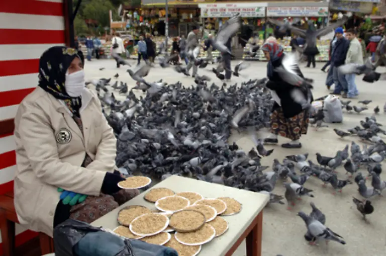 Tauben-gelten-zudem-als-Krankheitsuebertraeger-Salmonellen-Vogelgrippe-und-andere-krankmachende-Keime-koennen-von-Tauben-an-den-Menschen-weitergegeben-werden