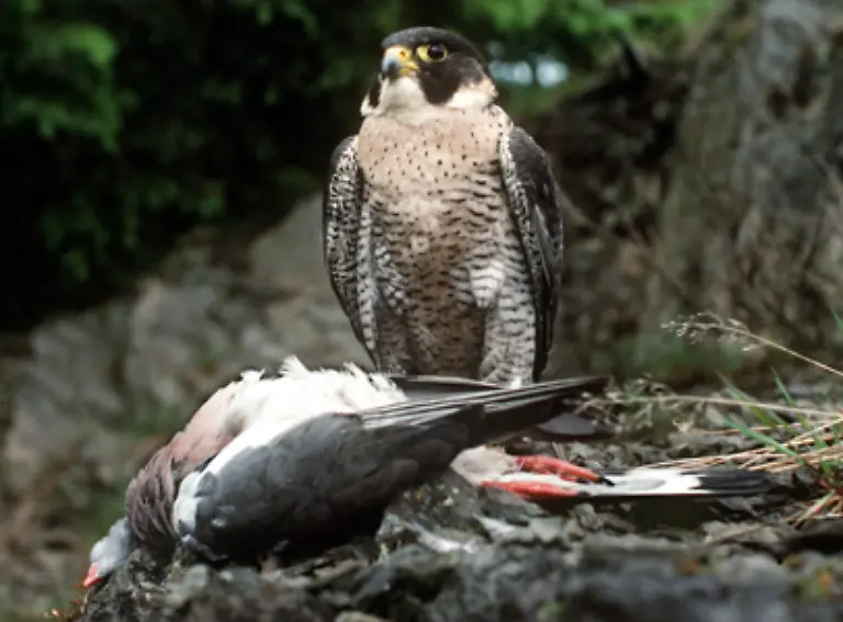 nicht-nur-mit-Waffen-sondern-manchmal-auch-mit-Falken-Jagd-auf-sie