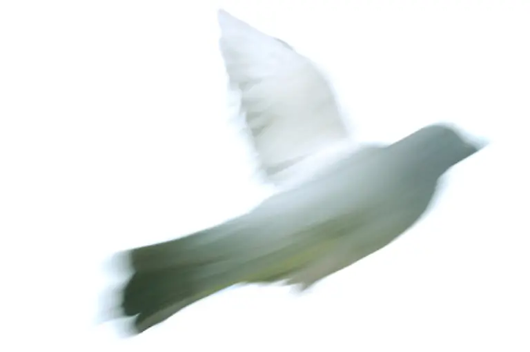 Bereits-in-der-Antike-galten-Tauben-als-besonders-rein-Man-glaubte-dass-Tauben-keine-gelbe-Galle-besitzen-die-als-Sitz-des-Boesen-im-menschlichen-Koerper-betrachtet-wurde