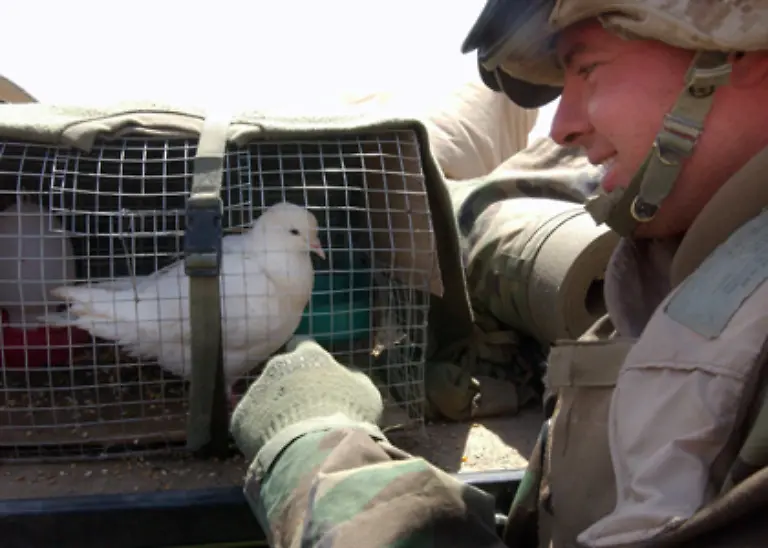 Als-Friedenstauben-werden-vor-allem-weisse-Tauben-benutzt
