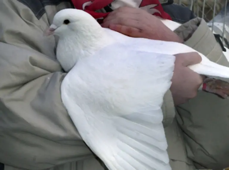 die-nur-schwer-zu-zuechten-sind-Die-Symbolik-der-Friedenstaube-hat-keine-verhaltensbiologische-Entsprechung-da-Tauben-untereinander-sehr-aggressive-und-angriffslustige-Tiere-sind