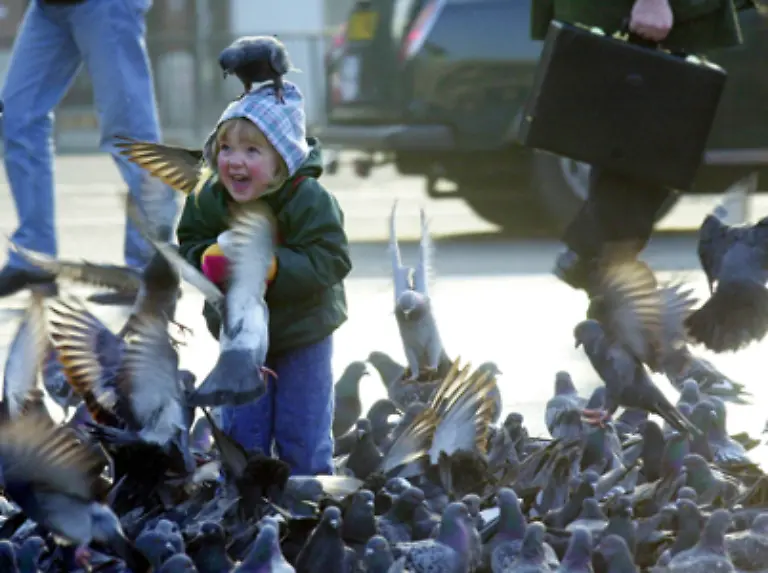Fuer-Menschen-sind-Tauben-jedoch-ungefaehrlich-Nur-der-Kot-der-Tiere-kann-Krankheiten-uebertragen