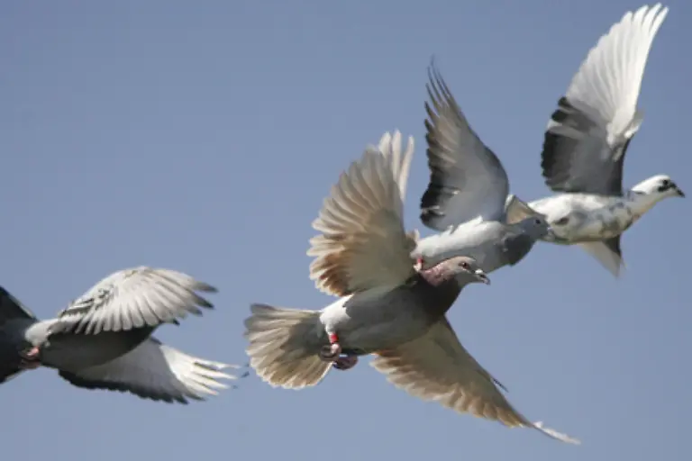 Damit-zurueck-zur-Stadttaube-die-oft-auch-Strassentaube-genannt-wird