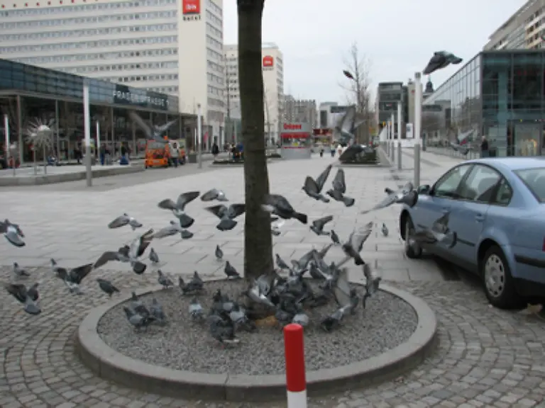 Sie-stammt-wie-alle-mehr-als-300-Taubenarten-von-der-Felsentaube-ab-die-urspruenglich-als-Haustaube-gehalten-und-gezuechtet-wurde