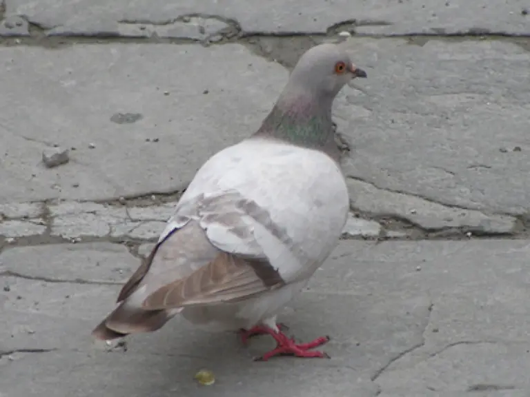 Stadttauben-sehen-ihrer-Stammform-sehr-aehnlich-Sie-wiegen-etwa-330-Gramm-und-haben-eine-Fluegelspannweite-von-rund-65-Zentimetern