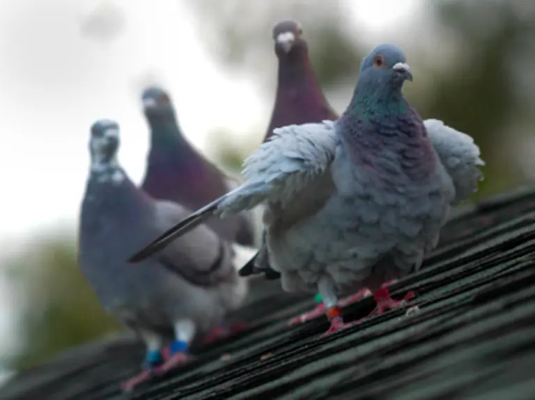 Tauben-fuehren-so-wie-Gaense-und-Schwaene-ein-Leben-lang-eine-Einehe