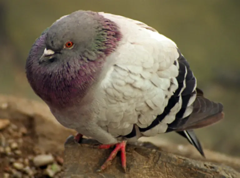 Aufgeplusterte-Tauben-die-auf-und-ab-stolzieren-sind-Taubenmaennchen-waehrend-der-Balz