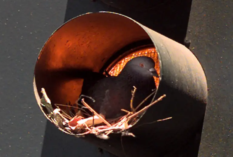 Das-Maennchen-huetet-zudem-am-Tag-das-Nest-das-nur-mit-wenig-Sorgfalt-aus-duennen-Zweigen-und-Aesten-gebaut-und-in-Staedten-kaum-noch-auf-Baeumen-zu-finden-ist