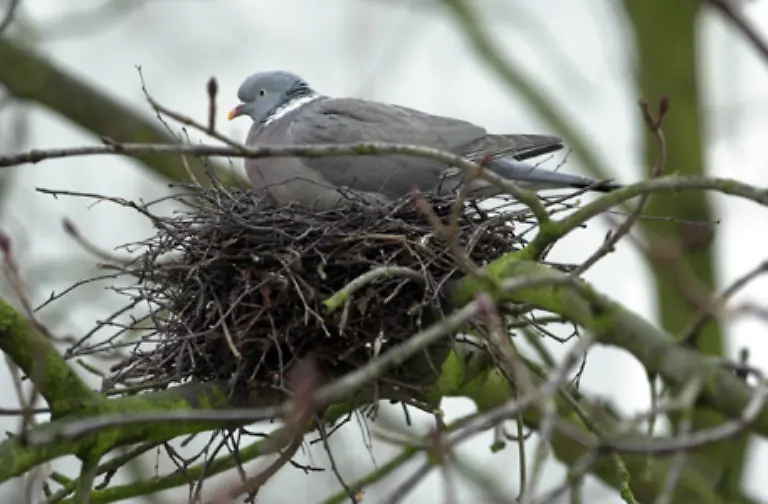 In-der-Stadt-werden-die-Nester-in-Nischen-Gebaeuden-und-im-Gebaelk-von-Dachstuehlen-gebaut-Baeume-werden-fast-nie-als-Nistplatz-gewaehlt