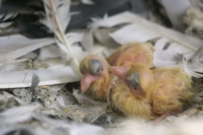Durch-diese-nahrhafte-und-spezielle-Fuetterung-verdoppelt-sich-das-Gewicht-der-Kueken-taeglich-Bereits-nach-fuenf-Tagen-oeffnen-sie-die-Augen