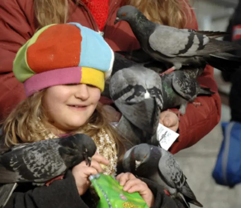 Stadttauben-koennen-bis-zu-sechs-Gelege-im-Jahr-aufziehen-Die-Brut-ist-nicht-an-eine-bestimmte-Jahreszeit-gebunden