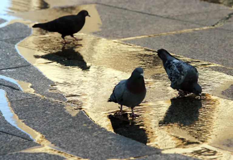 Um-den-sprunghaften-Anstieg-von-Stadttauben-in-den-Griff-zu-bekommen-haben-Tierschuetzer-ein-bereits-bewaehrtes-Konzept-entwickelt
