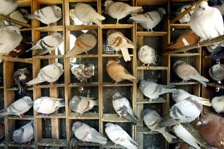 In-den-Staedten-sollen-Taubenschlaege-fuer-die-Tiere-errichtet-und-von-Taubenwarten-gepflegt-werden