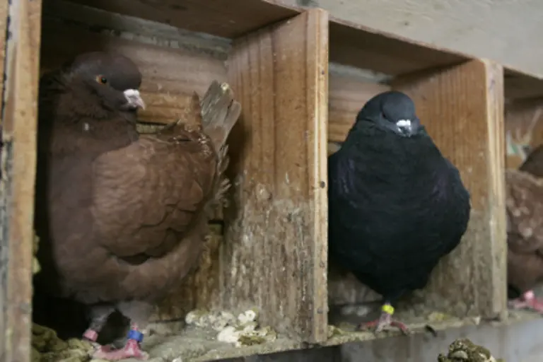 So-bleibt-der-Kot-im-Taubenschlag-und-die-Vermehrung-wird-wirkungsvoll-und-nachhaltig-eingeschraenkt