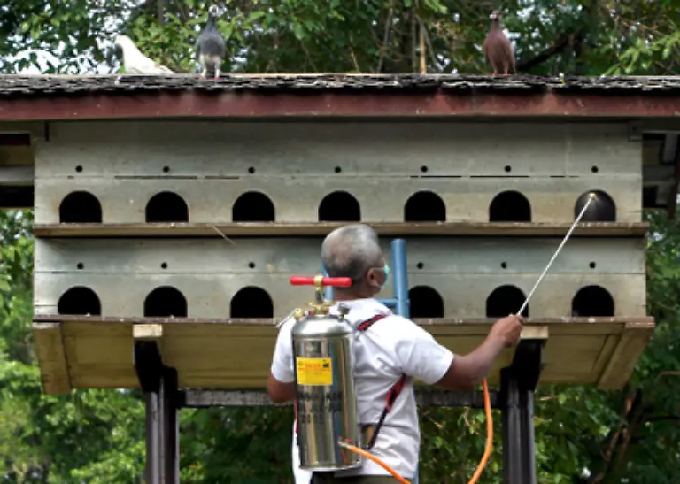Das-Taubenschlag-Konzept-wird-bereits-erfolgreich-in-mehreren-Staedten-wie-zum-Beispiel-in-Moers-am-Nierderrhein-verwirklicht-Auf-diese-Weise-koennen-Bausubstanz-geschuetzt-Kosten-gesenkt-und-Gemueter-beruhigt-werden