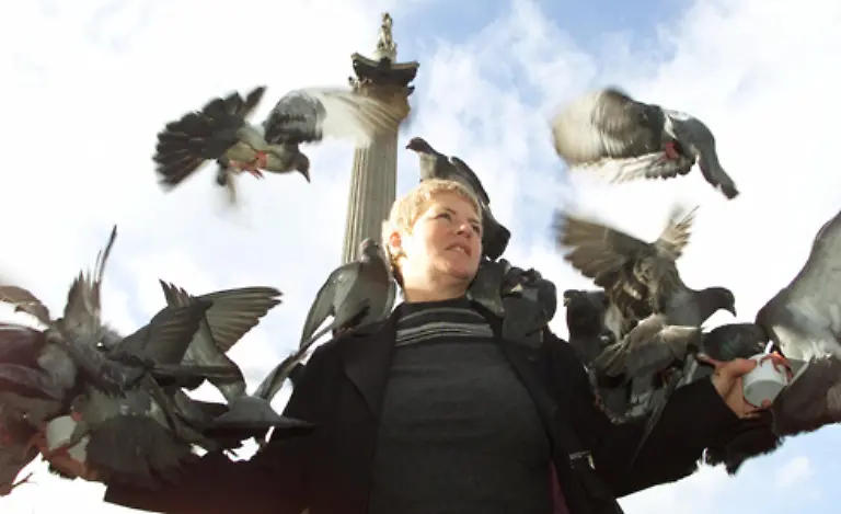 Mit-Hilfe-von-bundesweit-betreuten-Taubenschlaegen-kann-eine-friedliche-Koexistenz-von-Mensch-und-Taube-in-Staedten-wieder-hergestellt-werden