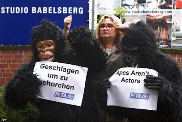Allerdings-musste-sich-das-Filmteam-mit-Tierschuetzern-auseinandersetzen-die-gegen-den-Einsatz-lebender-Schimpansen-bei-den-Dreharbeiten-protestierten