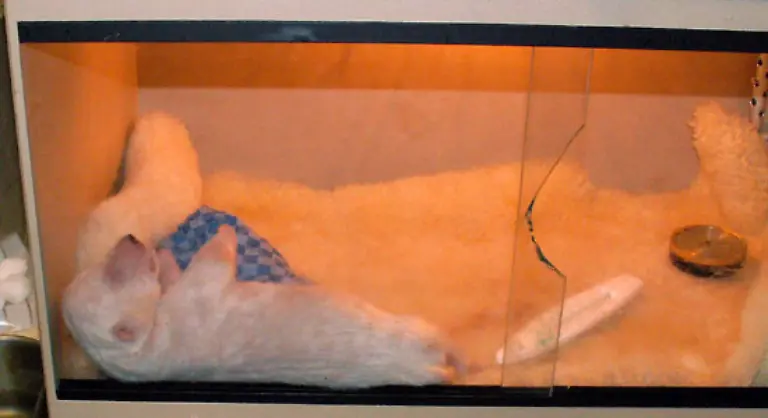 Von-seiner-Mutter-Tosca-wurde-er-verstossen-Sie-hatte-Zwillinge-zur-Welt-gebracht-ein-Jungtier-starb