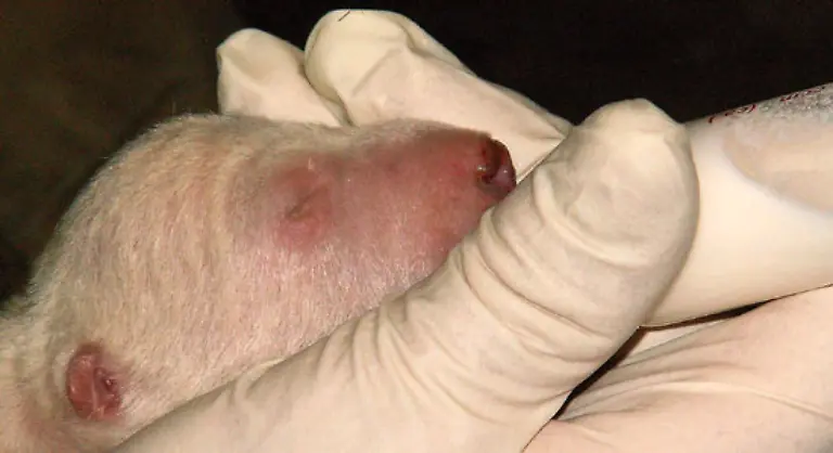 Knut-kam-durch-dank-Ziehvater-Thomas-Doerflein