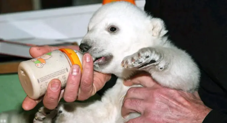 Knut-saugte-gierig-einen-von-Doerflein-gemixten-Brei-aus-Spezialmilch-und-zerstossenem-Katzenfutter