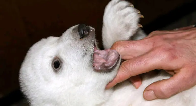 wenn-Knut-an-seinen-Haenden-nuckelte-und-vor-Freude-schnurrte-wie-eine-Grosskatze