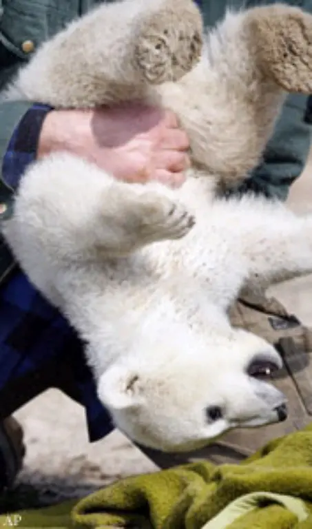 Knut-beim-Gerangel-133