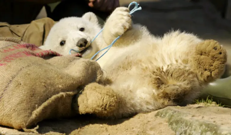 Knut-mit-Sack-und-Pack