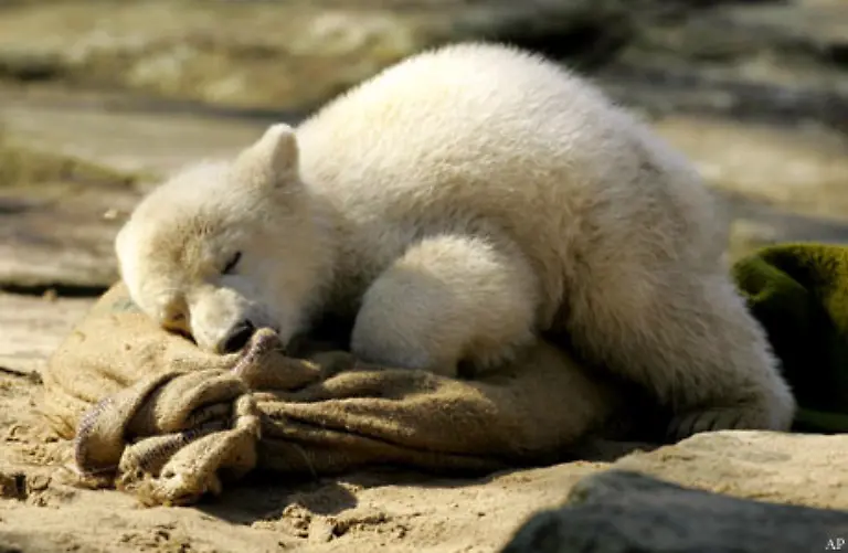 133-Knut-und-das-verfilzte-gruene-Torero-Tuch-133