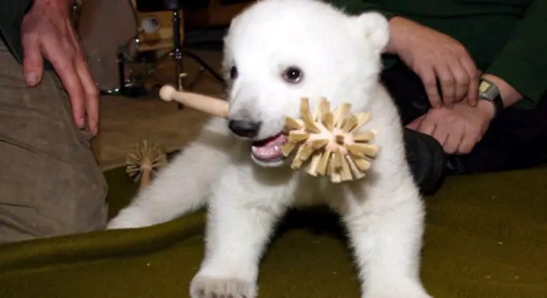 133-Knut-und-die-Klobuerste-die-Bilder-gingen-um-die-Welt