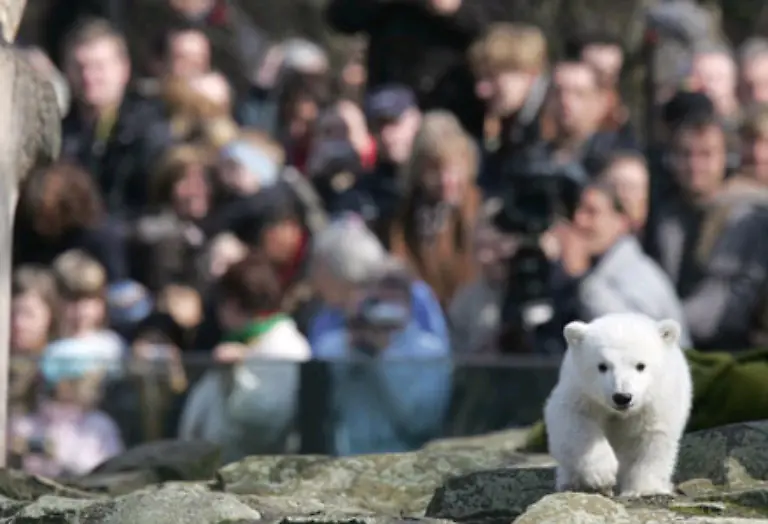 Millionen-Besucher-amuesierten-sich-im-Zoologischen-Garten-Berlin-bei-der-Spielshow-mit-Doerflein-und-Knut