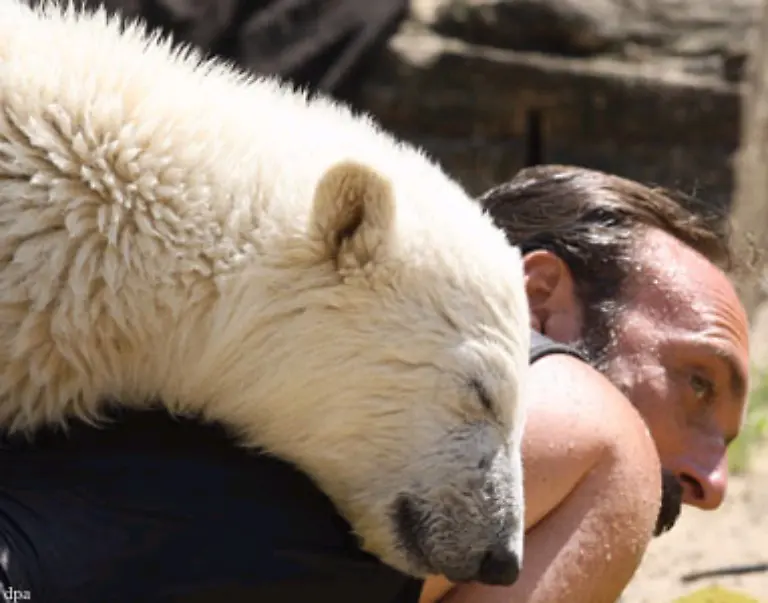 Denn-klein-Knut-ist-inzwischen-zu-einem-jugendlichen-Halbstarken-mit-einem-Gewicht-von-110-Kilogramm-herangewachsen