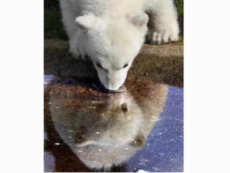 So-lebt-der-Eisbaer-nun-allein-in-seinem-Gehege