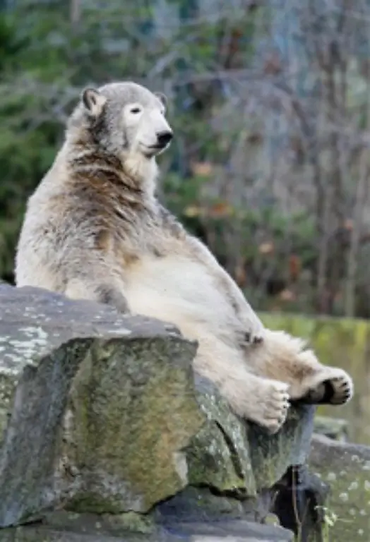 Ausgewachsen-und-das-ist-Knut-zu-seinem-naechsten-Geburtstag-Ende-2008-bringt-es-der-Eisbaer-dann-auf-rund-600-Kilogramm-vielleicht-sogar-mehr