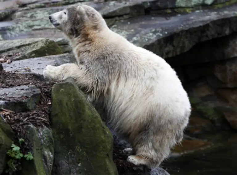 Denn-wie-wir-wissen-neigt-Knut-ja-zu-Uebergewicht