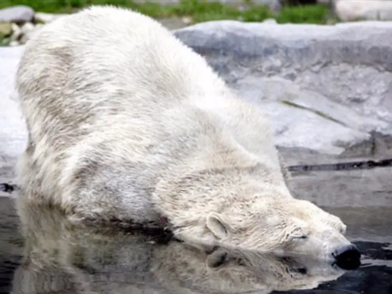 Das-liegt-daran-dass-er-so-gerne-Croissants-frisst-Aus-figuerlichen-Gruenden-hat-er-auf-die-nun-schon-eine-ganze-Weile-verzichten-muessen