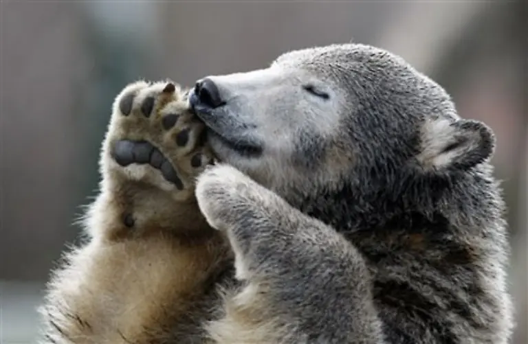 Aber-oh-Freude-nun-hat-Knut-ja-Geburtstag-und-da-gibt-s-zur-Feier-des-Tages-natuerlich-auch-seine-heiss-geliebten-Buttercroissants-Und-Weintrauben-Die-mag-der-Baer-naemlich-ebenfalls-besonders-gern