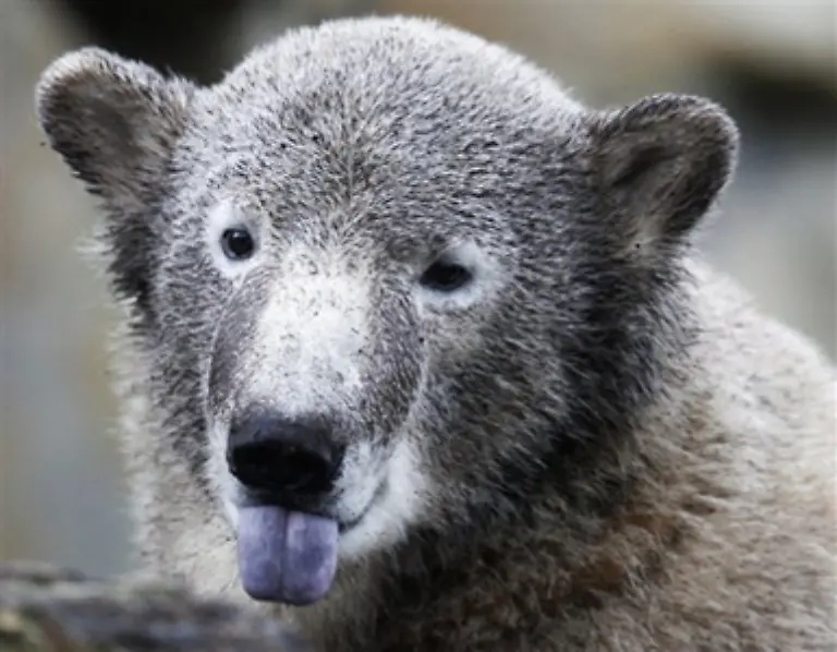 Und-obwohl-immer-wieder-Interessenten-fuer-Knut-auftauchen-soll-der-Eisbaer-erstmal-Hauptstaedter-bleiben