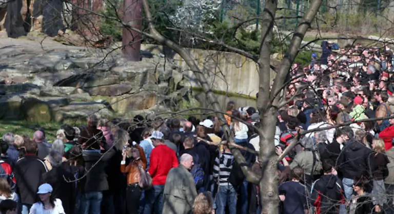 Frueher-oder-spaeter-wird-er-allerdings-umziehen-muessen-Es-ist-unwahrscheinlich-dass-der-Berliner-Zoo-eine-dritte-Eisbaerenanlage-baut-Und-das-waere-eine-unabdingbare-Voraussetzung-fuer-den-medienpreisgekroenten-Shootingstar