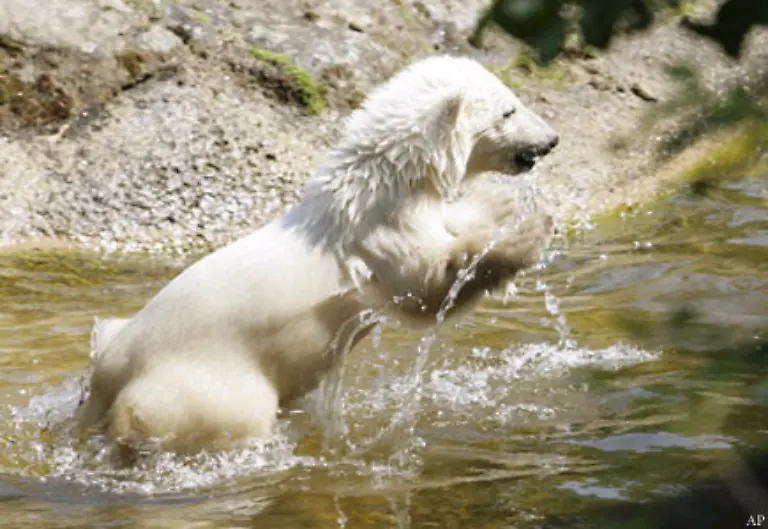 Dort-wuerde-Knut-dann-in-Yukon-Bay-leben-Er-haette-ein-Badebecken