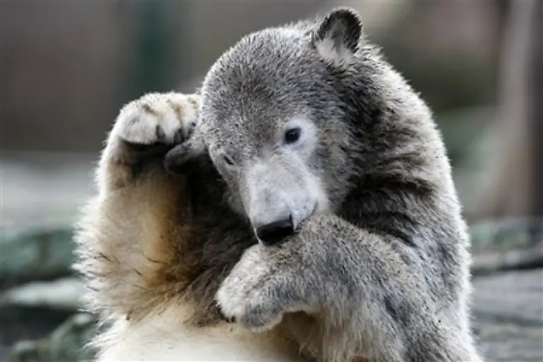 Aber-erstmal-Happy-Birthday-Knut-Und-komm-gut-ins-naechste-Jahr-Alle-Bilder-dpa-AP