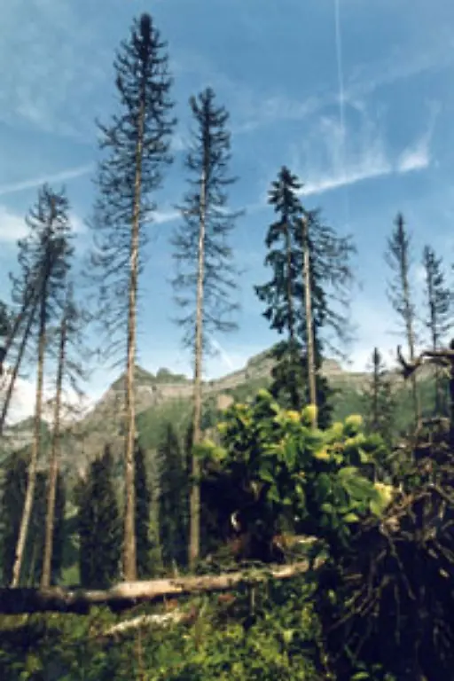 Zu-den-Veraenderungen-der-Flora-gehoert-auch-das-Waldsterben