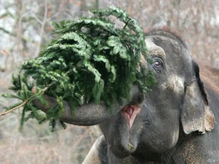 wie-verrueckt-auf-den-Tannenbaum